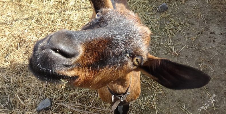 Χρόνια 7 φυλακή για “δολοφονία κατσίκας”… ποιοι είναι όμως έξω; Η Δημοκρατία μας “στον γύψο”;
