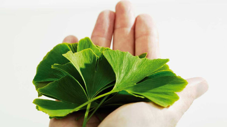 Ginkgo biloba (τζίνγκο μπιλόμπα) – Το βότανο που προάγει την υγιή λειτουργία του εγκεφάλου