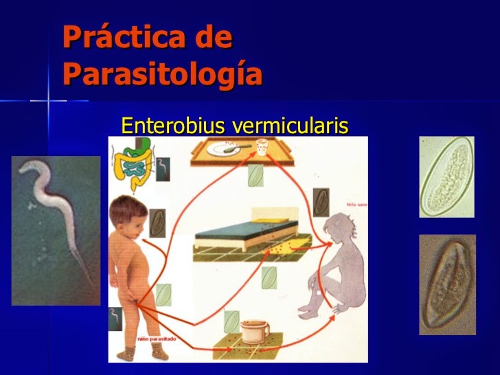 enterobius-vermicularis-1-728
