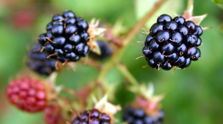Βατόμουρα: Τα οφέλη του νόστιμου «superfood»