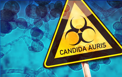 Τι είναι ο πολυανθεκτικός μύκητας Candida Auris, που εξαπλώνεται σε όλο τον κόσμο; Τι γίνεται σε Ελλάδα και Κύπρο;
