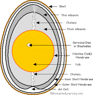 eggcrosssection