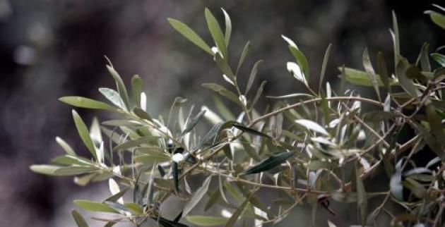 Αυτή είναι η ελληνική υπερτροφή που ρυθμίζει την πίεση και τον διαβήτη!