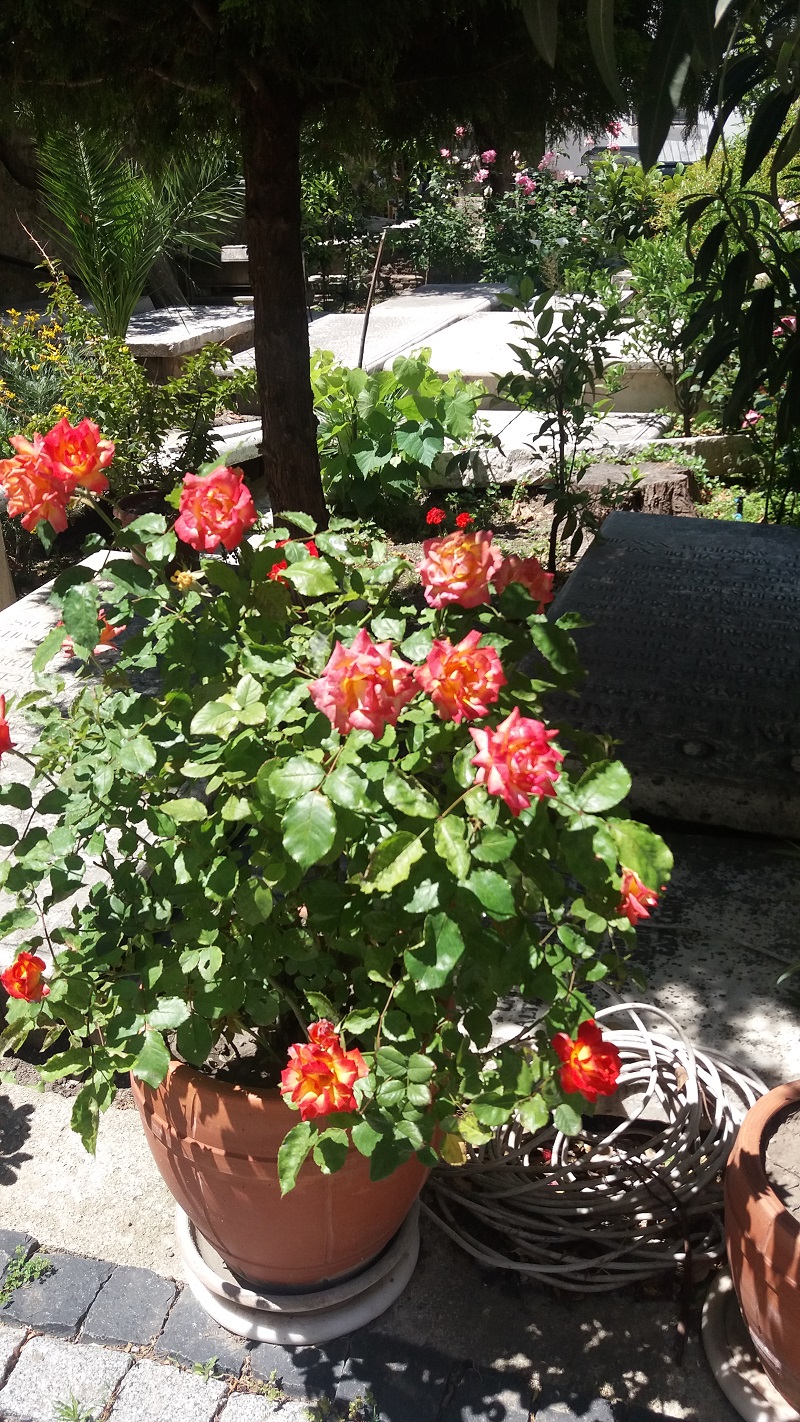 20190512_122933 - Αντιγραφή