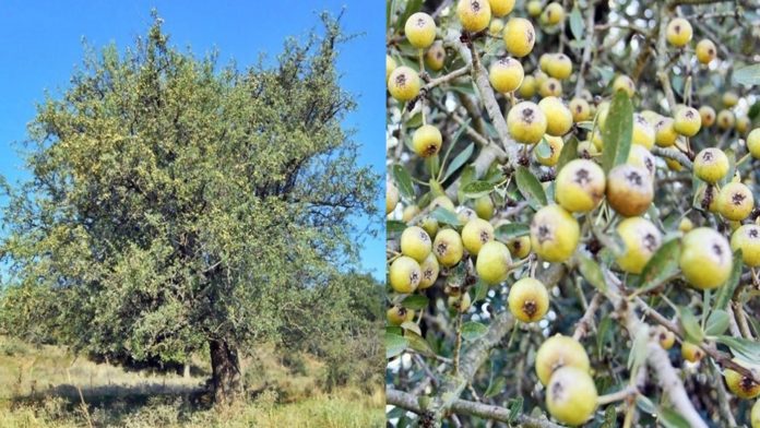 Γκορτσιά: Ένα παμπάλαιο ελληνικό δένδρο – Τα φύλλα της χρησιμοποιούνταν στη ιατρική από τα αρχαία χρόνια