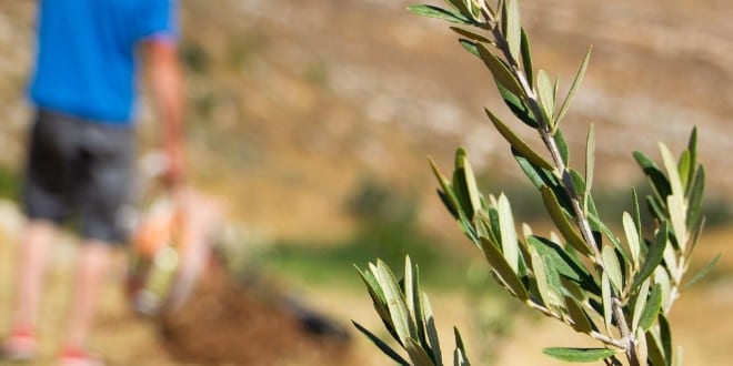 BREAKING ISRAEL NEWS : Πώς μπορεί να χρησιμοποιηθεί το λάδι από την ελιά σας στον 3ο Ναό.
