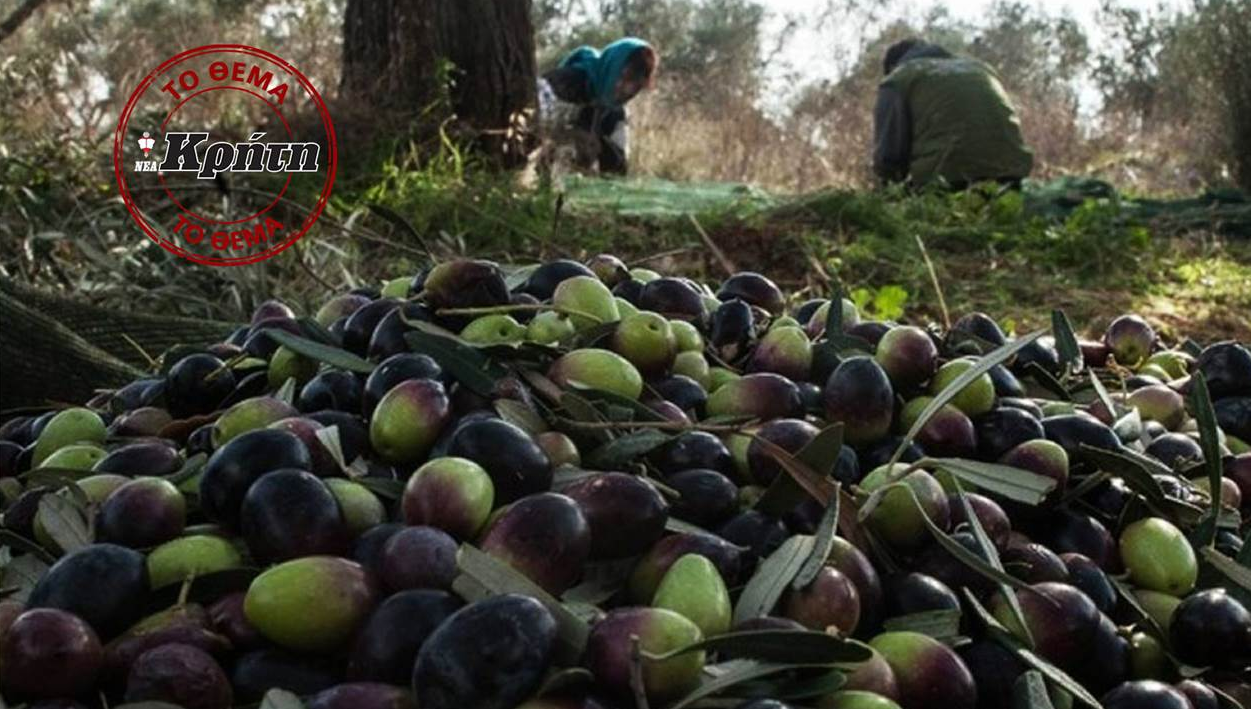 SOS: Σε Λίγα Χρόνια Στην Ελλάδα Δεν Θα Έχουμε Ελιές – Γιατί Οι Παραγωγοί Εγκαταλείπουν Την Καλλιέργειά Τους