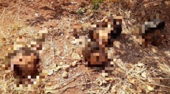 +18 Αυτό είναι το αληθινό Ιντλίμπ. 4 αποκεφαλισμένοι Σύριοι στρατιώτες… ΦΩΤΟ BINTEO