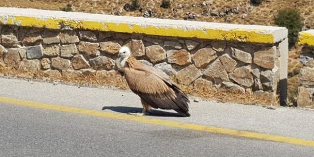 Κρήτη – Περίεργη Συμπεριφορά Από Γύπες Στα Νότια Του Νομού