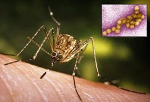 west-nile-virus-s1a-photo-of-tem-and-culex-mosquito