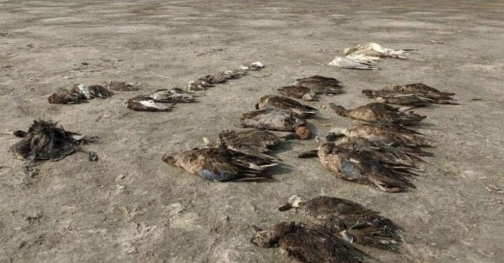 Χιλιάδες πουλιά πεθαίνουν μυστηριωδώς στην Ινδία.