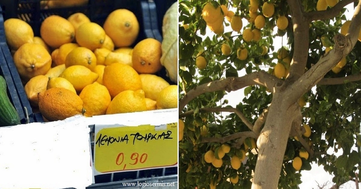 Ελληνικά λεμόνια σαπίζουν στα Δέντρα και εμείς εισάγουμε τουρκικά