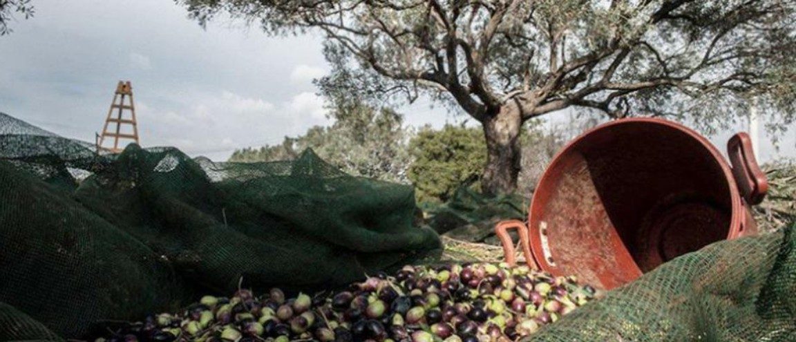 ΑΝΤΙΟ ΕΛΛΑΔΑ. ΠΡΟΣΠΑΘΟΥΝ ΝΑ ΑΡΠΑΞΟΥΝ ΜΕΓΑΛΟΥΣ ΕΛΑΙΩΝΕΣ.