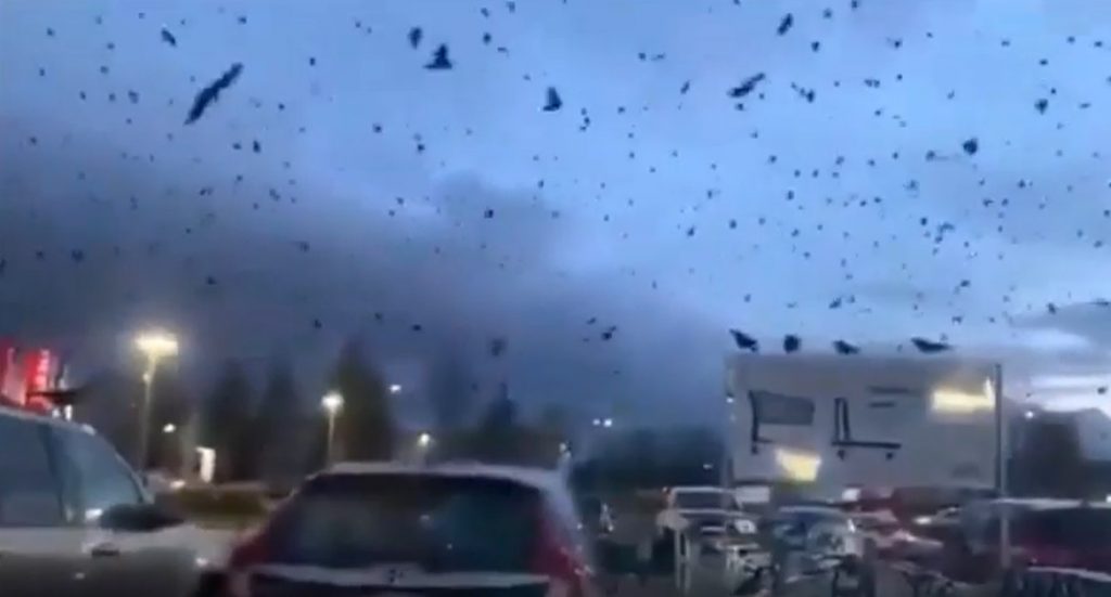 ΣΚΗΝΕΣ ΑΠΟΚΑΛΥΨΗΣ ! Χιλιάδες κοράκια στον ουρανό του Σίατλ.