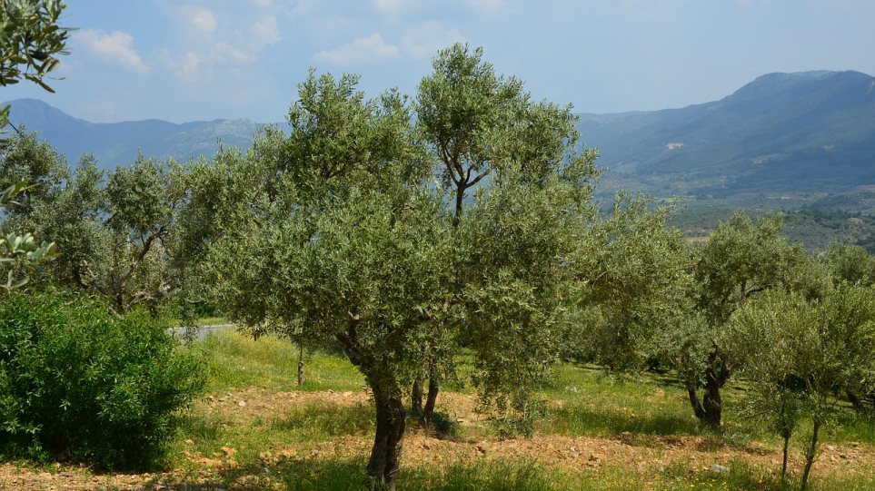 Η «λέπρα της ελιάς» θα μπορούσε να προκαλέσει ζημιά ακόμα και 2 δισ. ευρώ στη Ελλάδα, λέει έρευνα!