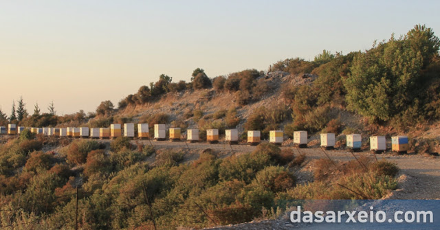 ΠΡΩΤΑΚΟΥΣΤΟ: 20ετης απαγόρευση τοποθέτησης μελισσιών στην Αργολίδα…Να κινηθούν ΤΩΡΑ οι Σύλλογοι και η ΟΜΣΕ….