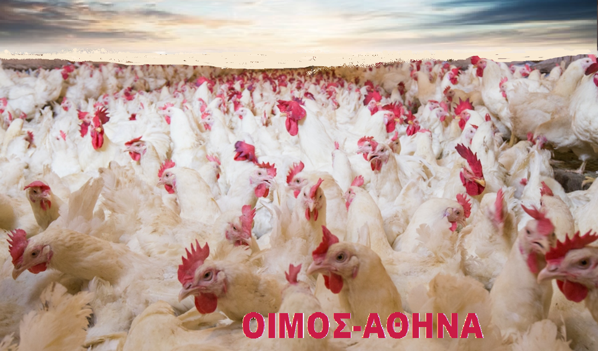 Κωνσταντίνος Καλιμαυκίδης : HOW WE CAN ESCAPE FROM CHICKENS FACTORY ?