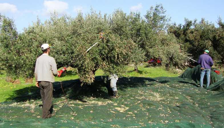 Το ακούσαμε και αυτό από μέλος της Επιτροπής Εμπειρογνωμόνων! «Το μάζεμα της ελιάς συνέβαλε στη διάδοση του κορονοϊού»