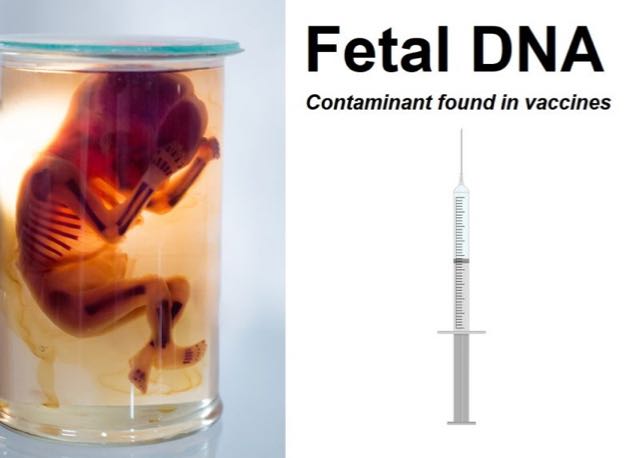 Aborted-Fetal-Tissue-in-Vaccines-Babies-Are-Born-ALIVE-at-5-6-Months-Old-with-Beating-Hearts-and-No-Anesthesia-e1592483817739 (1)