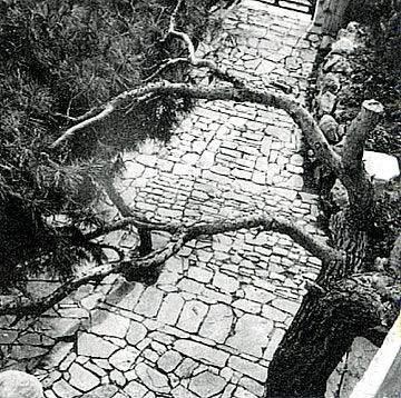 Κατερίνα Χατζηθεοδώρου :  “Και το χώμα δεν έδεσε ποτέ με τη φτέρνα τους…”  (Ποιος ο άξονας συνοχής του Ελληνικού Έθνους;)