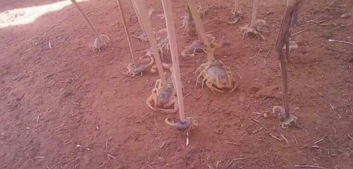 scorpions-invade-Aswan-Egypt-after-torrential-rain-and-hail-storms