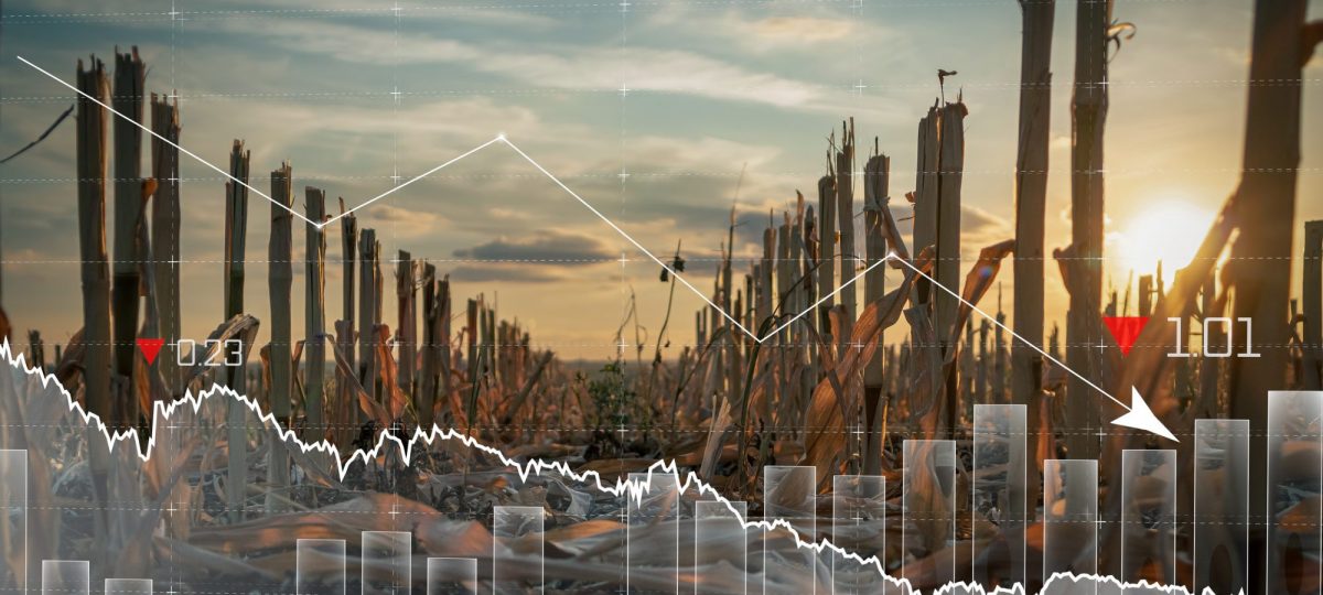 5 Σημάδια ότι ΕΣΚΕΜΜΕΝΑ ΔΗΜΙΟΥΡΓΟΥΝ μια Επισιτιστική Κρίση