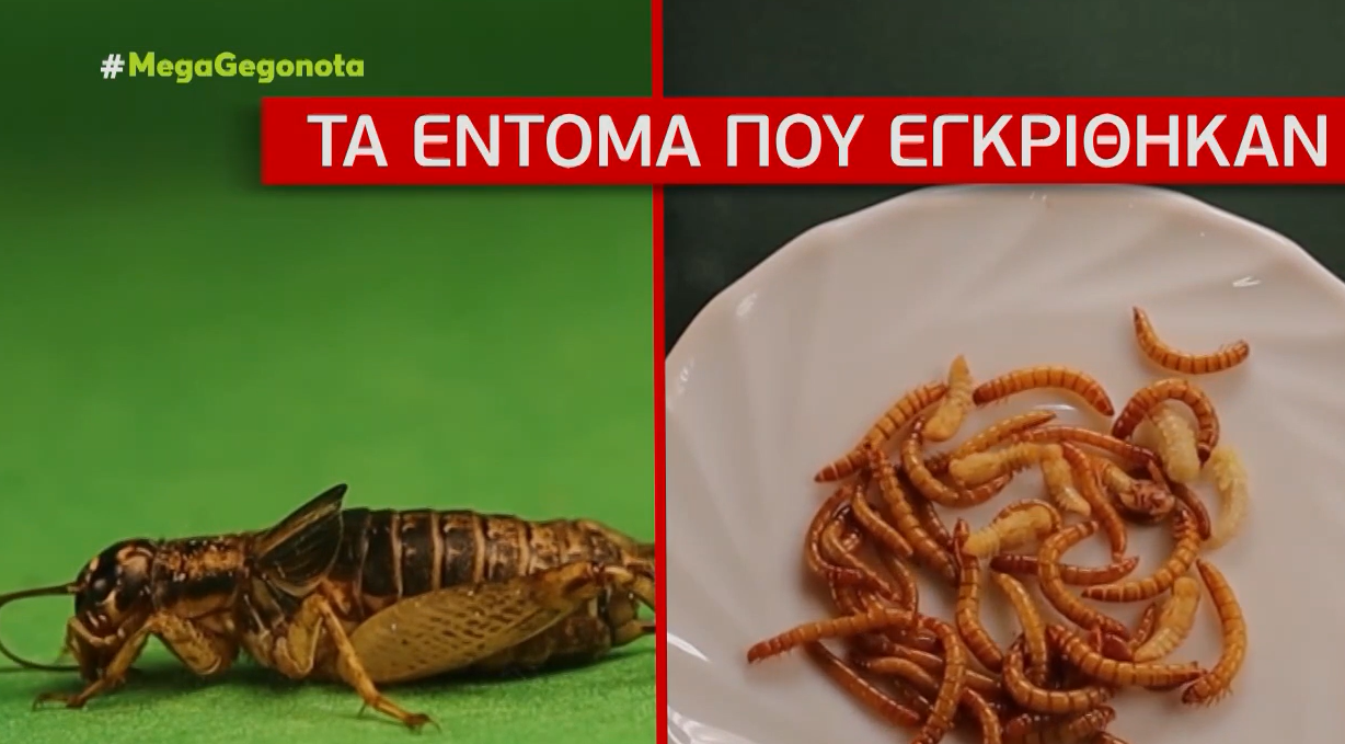 Ο Λιακόπουλος «φταίει» πάλι;;; ΨΑΡΩΣΤΕ και δείτε τι παίζουν στην ΕΛΛΗΝΙΚΗ ΤΗΛΕΟΡΑΣΗ, vid
