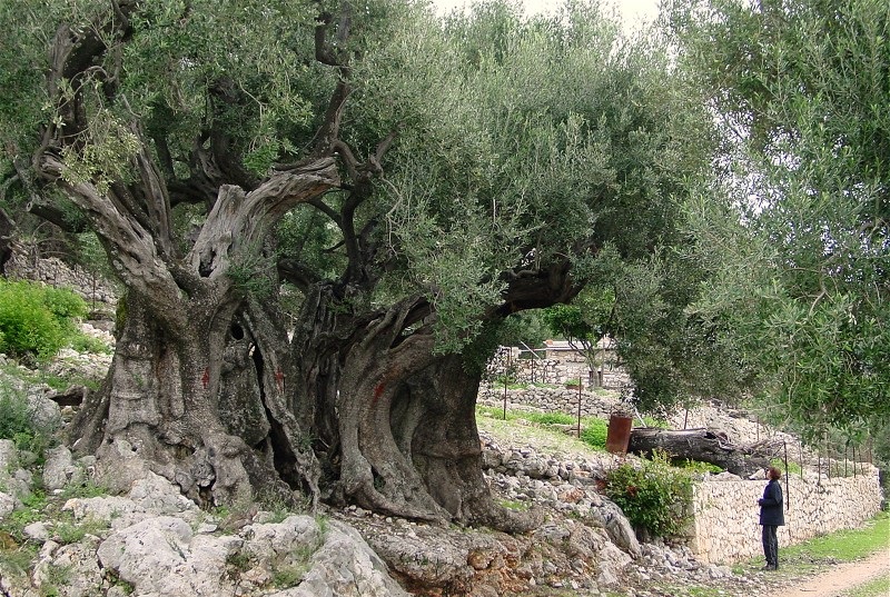 «Οι άνθρωποι θα μείνουν πτωχοί, γιατί δεν θα ‘χουν αγάπη στα δένδρα»  (Προφητεία Αγίου Κοσμά του Αιτωλού)