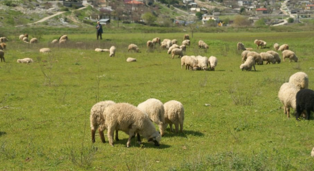 Αγρότες και κτηνοτρόφοι σε απόγνωση: Εγκαταλείπουν το επάγγελμα γιατί δεν «βγαίνουν»!