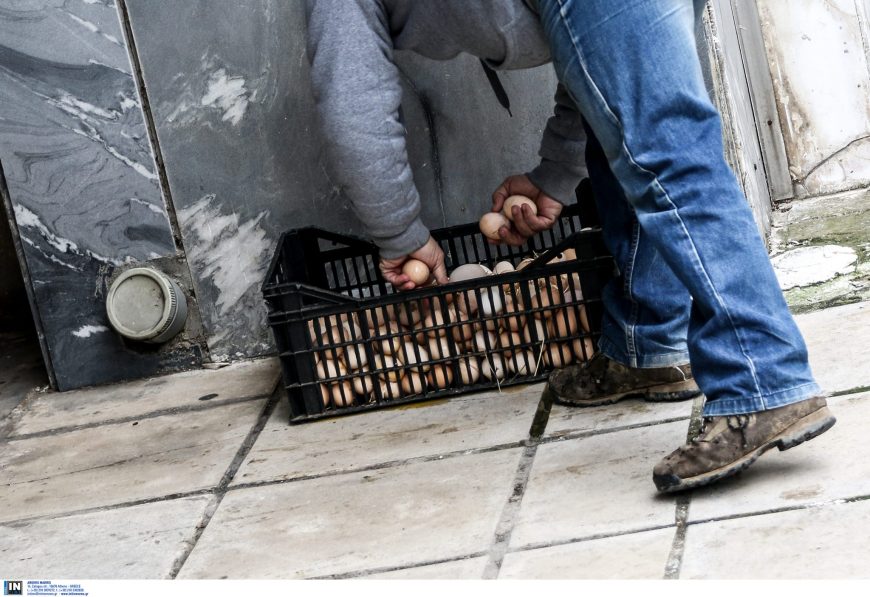ΑΓΡΙΑ ΦΤΩΧΕΙΑ: Τελειώνουν τα αυγά, σκηνές ΑΠΟΚΑΛΥΨΕΩΣ σε ΗΠΑ και Βρετανία, vid