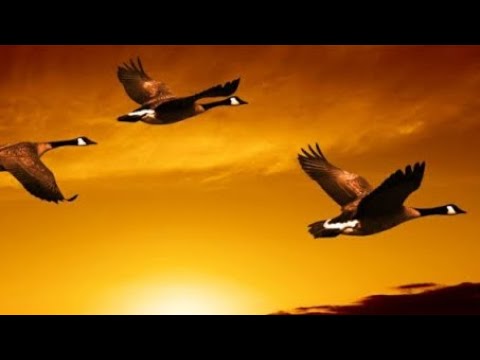 Ο Κίρκεγκωρ και το παράδειγμα με τις αγριόχηνες