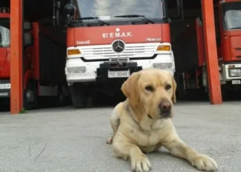 Η Πυροσβεστική αποχαιρετά τον Max – Ο διασωστικός σκύλος της ΕΜΑΚ είχε εντοπίσει 55 αγνοουμένους