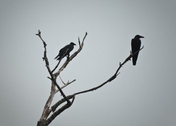 ΠΟΠΗ ΖΩΗ : ΕΧΕΙ ΠΑΤΟ ΤΟ ΒΑΡΕΛΙ ΤΗΣ ΑΝΑΞΙΟΑΠΙΣΤΙΑΣ – ΤΗΣ ΥΠΟΚΡΙΣΙΑΣ – ΤΟΥ ΨΕΥΔΟΥΣ ??