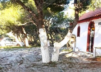 Τραγωδία στη Ραφήνα: Μητέρα ενός παιδιού η 35χρονη που βρέθηκε κρεμασμένη σε δέντρο