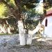 Τραγωδία στη Ραφήνα: Μητέρα ενός παιδιού η 35χρονη που βρέθηκε κρεμασμένη σε δέντρο