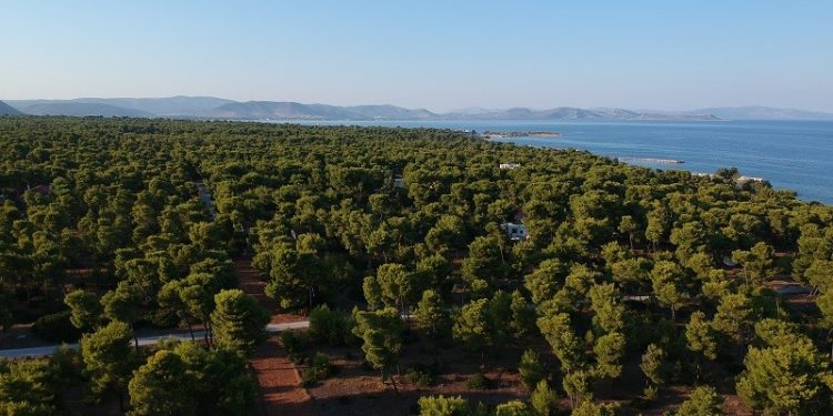 ΠΟΠΗ ΖΩΗ : ΔΙΚΗ ΓΙΑ ΤΟ ΜΑΤΙ