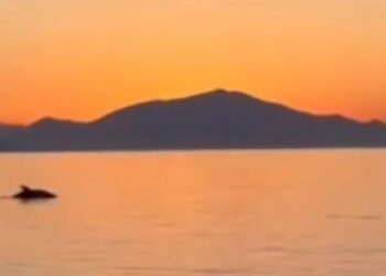 Δρ. Κ. Βαρδάκας : δούλεψε υπερωρίες ο πονηρός αυτές τις μέρες..το είδαμε και αηδιάσαμε