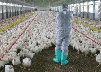 Έκθεση ECDC για Ευρώπη: Δεν έχει εντοπιστεί κρούσμα γρίπης πτηνών σε ανθρώπους και βοοειδή
