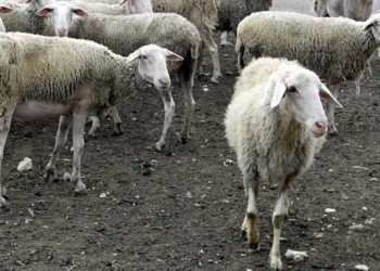 Αν φάμε ζώο που έχει πανώλη τι θα πάθουμε; Τι χρώμα έχει το κρέας του ζώου που είναι άρρωστο;