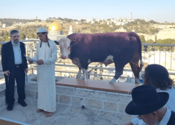 Ισραηλινή TV: «Σχεδόν όλα είναι έτοιμα για τον Τρίτο Ναό». Οι Ισραηλινοί ασκούν τελετουργικό κόκκινης δαμαλίδας μπροστά από το τέμενος Al-Aqsa! ΕΠΙΤΑΧΥΝΟΥΝ