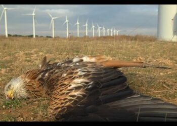 ΦΡΙΚΙΑΣΤΙΚΕΣ ΑΠΟΚΑΛΥΨΕΙΣ γύρω από την καταστροφή που προκαλούν οι ανεμογεννήτριες. (βίντεο)