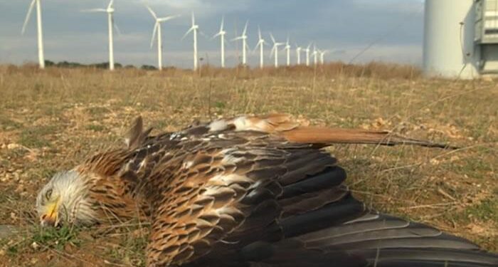 ΦΡΙΚΙΑΣΤΙΚΕΣ ΑΠΟΚΑΛΥΨΕΙΣ γύρω από την καταστροφή που προκαλούν οι ανεμογεννήτριες. (βίντεο)
