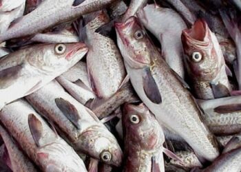 Φάτε μάτια ψάρια – Σολομοί, μπακαλιάροι, καβούρια… τέλος – Υπό κατάρρευση η αγορά λόγω των κυρώσεων της Δύσης