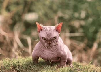 Bullycats: Διασταυρώνουν γάτες με ακραία χαρακτηριστικά με στόχο το κέρδος – Τρομάζει το αποτέλεσμα (φωτο)