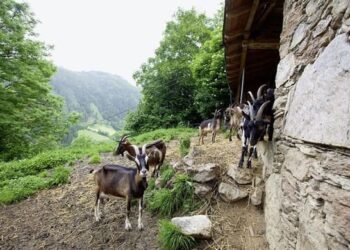 ΣΟΚ στη ΚΡΗΤΗ πυροβόλησαν κτηνοτρόφο και του έκοψαν τη γλώσσα!