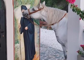 Δέος! Μέχρι και στην εικόνα του τα πλάσματα του Θεού νιώθουν την Χάρη της Αγιοσύνης του Αγίου Παϊσίου