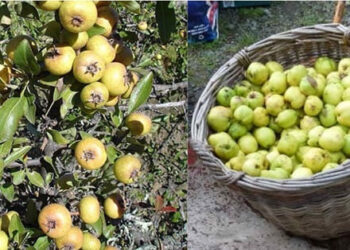 ΘΕΡΑΠΕΙΑ Κ@ΡΚΙΝΟΥ ΜΕ ΑΓΡΙΑ ΑΧΛΑΔΙΑ – ΓΚΟΡΤΣΙΑ