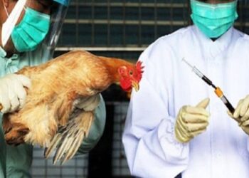 Έκρηξη γρίπης των πτηνών: ΟΛΗ η Αγγλία και η Σκωτία τίθενται σε υποχρεωτική ζώνη βιοασφάλειας καθώς αυξάνονται τα κρούσματα