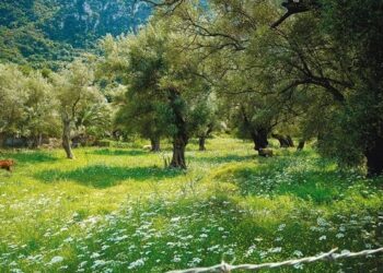 Μια Ελληνίδα με Χριστό και Ελλάδα : Λύσατε όλα τα προβλήματα και πιάσατε το ελαιόλαδο.