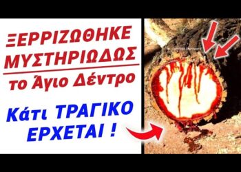 ΚΑΤΙ ΤRΑΓlΚΟ ΕΡΧΕΤΑΙ σε 5 μέρες! Ξερριζωθηκε ΜΥΣΤΗRΙΩΔΩΣ Αγιο Δέντρο